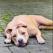 Rooney joined the competition — help win amazing prizes! dog, baseball, outdoor, pavement, stone, greenery, grass, post, relaxed, brown_dog, white_markings, pet, animal, lazy, playing, closeup, daylight, quiet, nature, resting