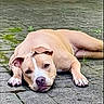 dog, baseball, outdoor, pavement, stone, greenery, grass, post, relaxed, brown_dog, white_markings, pet, animal, lazy, playing, closeup, daylight, quiet, nature, resting
