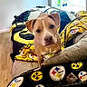 Rooney is registered to the contest to win money with this photo: blanket, brown_dog, canine, comfort, couch, cozy, curious, dog, fabric, furniture, home, indoor, living_room, looking_up, pet, pillow, pittsburgh_steelers, sports_theme, window, wooden_floor