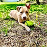 dog, tennis_ball, grass, yard, outdoor, pet, animal, playful, sunlight, fence, tree, nature, paws, ears, canine, toy, green, relaxed, fetch, summer