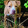 Rooney joined the competition — help win amazing prizes! alert, animal, background, brown, canine, daylight, dog, ears, face, fur, garden, grass, greenery, nature, outdoor, pet, plant, snout, standing, white
