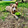 Rooney is registered to the contest to win money with this photo: dog, playful, tennis_ball, grass, backyard, sunny, toy, pet, outdoor, nature, fence, tree, canine, animal, laying_down, brown_dog, greenery, daylight, ground, focused