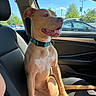 Rooney joined the competition — help win amazing prizes! animal, car, collar, daytime, dog, happy, inside, leather_seat, looking, nature, outdoor, parked_car, pet, seat, sunlight, tan, tongue_out, trees, vehicle, window