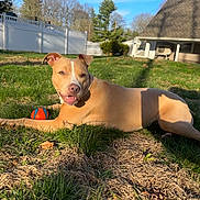Rooney is registered to the contest to win money with this photo: dog, grass, ball, outdoor, sunlight, fence, tree, yard, pet, canine, playing, animal, happy, nature, summer, relaxing, brown_dog, blue_sky, daytime, house