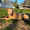 dog, grass, ball, outdoor, sunlight, fence, tree, yard, pet, canine, playing, animal, happy, nature, summer, relaxing, brown_dog, blue_sky, daytime, house