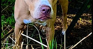 Rooney joined the competition — help win amazing prizes! animal, brown, canine, closeup, curious, dog, ears, eyes, fur, grass, greenery, ground, nature, outdoor, pet, plants, shaded, snout, standing, white