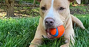 Rooney is registered to the contest to win money with this photo: dog, grass, ball, outdoor, playful, pet, nature, greenery, tree, sunlight, animal, canine, mouth, paw, summer, yard, fun, closeup, tongue, fetch
