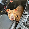 dog, car, car_interior, seat, steering_wheel, gear_shift, pet, animal, brown_dog, closeup, leather_seat, dashboard, looking_up, resting, curious, canine, domestic_animal, vehicle, companion, indoor