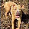 Rooney is registered to the contest to win money with this photo: animal, canine, close_up, dirt, dog, ears, four_legs, friendly, happy, leaves, nature, outdoor, pet, playful, smiling, summer, sunlight, tan_dog, tongue_out, tree_bark