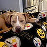 dog, sleeping, blanket, steelers, logo, indoor, kitchen, refrigerator, stove, counter, resting, tan_dog, paw, cozy, pet, domestic_animal, relaxed, furniture, home, comfort