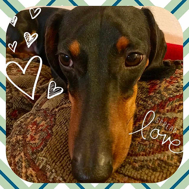 Wendell is registered to the contest to win money with this photo: canidae, carnivore, dachshund, dobermann, dog, dog_breed, greyhound, guard_dog, hunting_dog, liver, mammal, vertebrate, working_dog