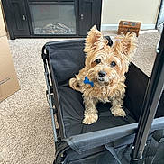 Rudy joined the competition — help win amazing prizes! animal, black_wagon, box, brown_fur, carpet, curious, cute, dog, ears, fireplace, fur, furniture, household, indoor, living_room, looking_up, name_tag, pet, small_dog, wooden_chest