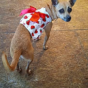 Tink joined the competition — help win amazing prizes! dog, small_dog, pet, clothing, dress, red_bow, strawberry_pattern, brown_dog, looking_back, floor, wooden_floor, indoor, animal, cute, adorable, ears_up, tail, standing, expression, domestic