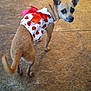 dog, small_dog, pet, clothing, dress, red_bow, strawberry_pattern, brown_dog, looking_back, floor, wooden_floor, indoor, animal, cute, adorable, ears_up, tail, standing, expression, domestic