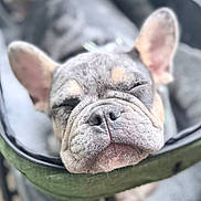 Archie is registered to the contest to win money with this photo: dog, french_bulldog, puppy, sleeping, pet_stroller, cozy, close_up, nose, ears, fur, indoors, blurred_background, cushion, relaxed, cute, animal, pet, resting, snout, face