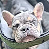 dog, french_bulldog, puppy, sleeping, pet_stroller, cozy, close_up, nose, ears, fur, indoors, blurred_background, cushion, relaxed, cute, animal, pet, resting, snout, face