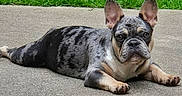 Archie is registered to the contest to win money with this photo: adorable, alert, animal, canine, companion, concrete, cute, dog, ears_up, french_bulldog, grass, laying_down, merle_coat, outdoor, pet, portrait, puppy, resting, short_hair, young_dog