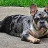 Archie is registered to the contest to win money with this photo: french_bulldog, puppy, dog, merle_coat, laying_down, ears_up, outdoor, grass, concrete, pet, animal, cute, canine, young_dog, alert, resting, short_hair, companion, adorable, portrait