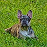 dog, french_bulldog, brindle, pet, animal, grass, outdoor, lawn, ears, canine, mammal, laying_down, alert, nature, cute, companion, fur, daylight, relaxed, domestic_animal