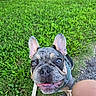 Archie joined the competition — help win amazing prizes! dog, french_bulldog, pet, grass, outdoor, leash, happy, closeup, ears, snout, canine, animal, smile, tongue, ground, sidewalk, human_leg, nature, daylight, playful
