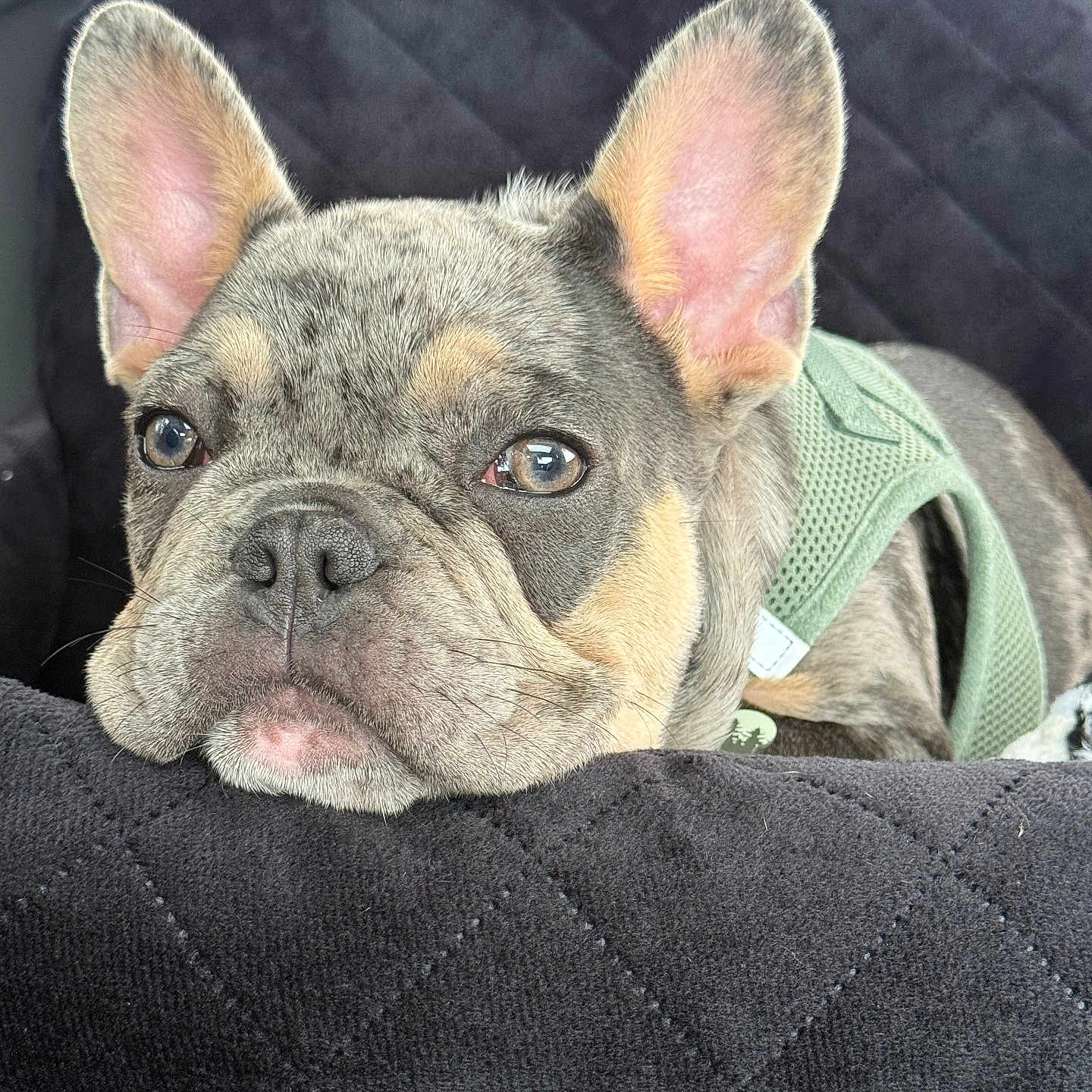 Archie
