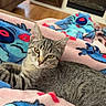 cat, tabby_cat, blanket, cartoon_characters, indoor, living_room, fireplace, furniture, cozy, relaxed, pet, animal, cute, fur, striped, yellow_eyes, resting, soft_texture, home, comfort