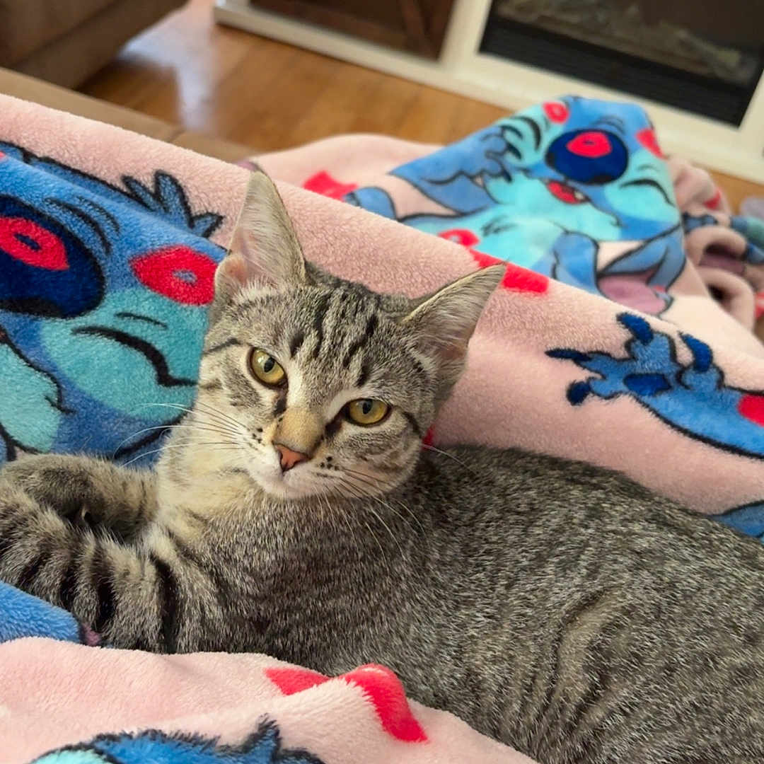 Rumi joined the competition — help win amazing prizes! cat, tabby_cat, blanket, cartoon_characters, indoor, living_room, fireplace, furniture, cozy, relaxed, pet, animal, cute, fur, striped, yellow_eyes, resting, soft_texture, home, comfort