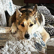 Jakoby is registered to the contest to win money with this photo: black, brown, canine, clock, couch, dog, ears, floral_pattern, fur, furniture, home, indoor, nose, paw, pet, quilt, relaxed, resting, table, white