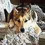 black, brown, canine, clock, couch, dog, ears, floral_pattern, fur, furniture, home, indoor, nose, paw, pet, quilt, relaxed, resting, table, white