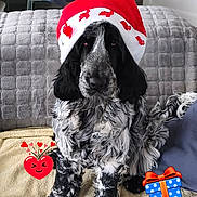 Volf a rejoint le concours — aidez-le/la à gagner de superbes lots ! dog, santa_hat, black_and_white, pet, indoors, blanket, couch, living_room, festive, holiday, cute, fur, seated, decor, animal, canine, cozy, christmas, red, white