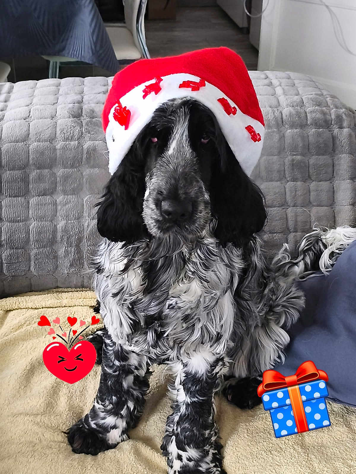 Volf a rejoint le concours — aidez-le/la à gagner de superbes lots ! dog, santa_hat, black_and_white, pet, indoors, blanket, couch, living_room, festive, holiday, cute, fur, seated, decor, animal, canine, cozy, christmas, red, white