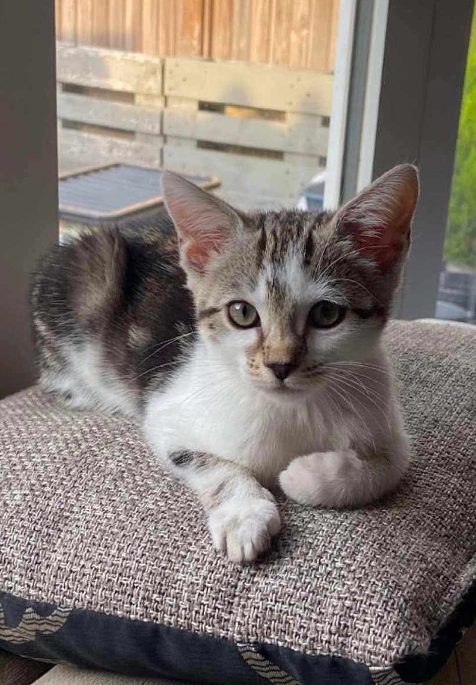 Nala is registered to the contest to win money with this photo: cat, kitten, tabby, indoor, cushion, window, pet, animal, feline, relaxed, curious, young, fur, whiskers, ears, paw, home, cozy, daylight, resting