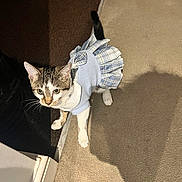 Nala joined the competition — help win amazing prizes! cat, pet, animal, clothing, dress, indoor, curious, carpet, shadow, doorway, white_paws, tabby, costume, feline, cute, small, alert, floor, plaid, blue