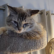Princess is registered to the contest to win money with this photo: cat, indoor, pet, feline, blue_eyes, carpeted_cat_tree, curtains, fluffy, resting, close_up, animal, domestic_cat, whiskers, ears, soft_lighting, home, relaxed, cute, mammal, sleepy
