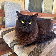 Spurs is registered to the contest to win money with this photo: cat, black_cat, animal, pet, feline, yellow_eyes, fluffy, cushion, bench, wooden_bench, porch, outdoor, resting, fur, whiskers, ears, closeup, domestic_cat, relaxed, looking