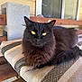 cat, black_cat, animal, pet, feline, yellow_eyes, fluffy, cushion, bench, wooden_bench, porch, outdoor, resting, fur, whiskers, ears, closeup, domestic_cat, relaxed, looking