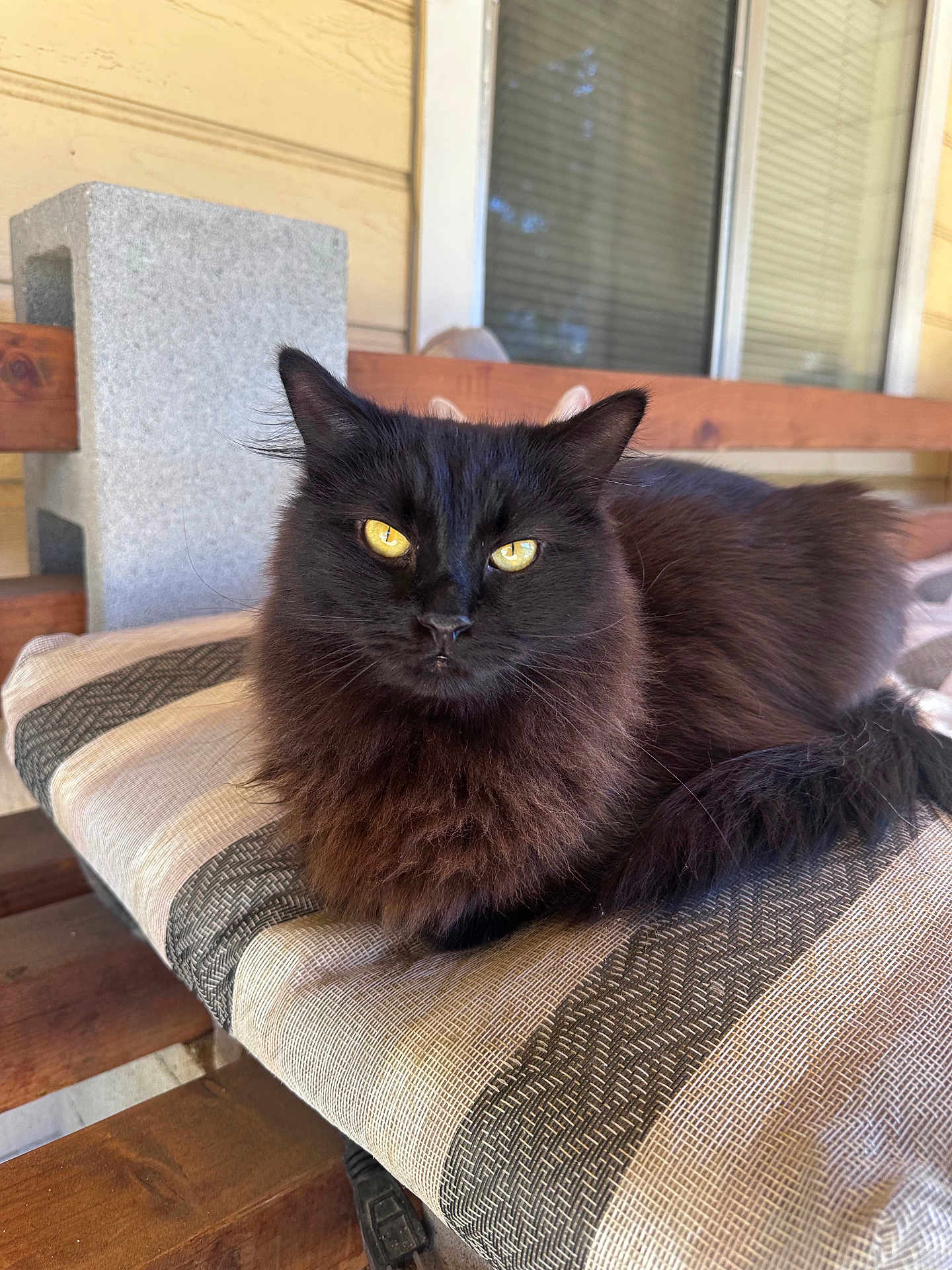 Spurs is registered to the contest to win money with this photo: cat, black_cat, animal, pet, feline, yellow_eyes, fluffy, cushion, bench, wooden_bench, porch, outdoor, resting, fur, whiskers, ears, closeup, domestic_cat, relaxed, looking