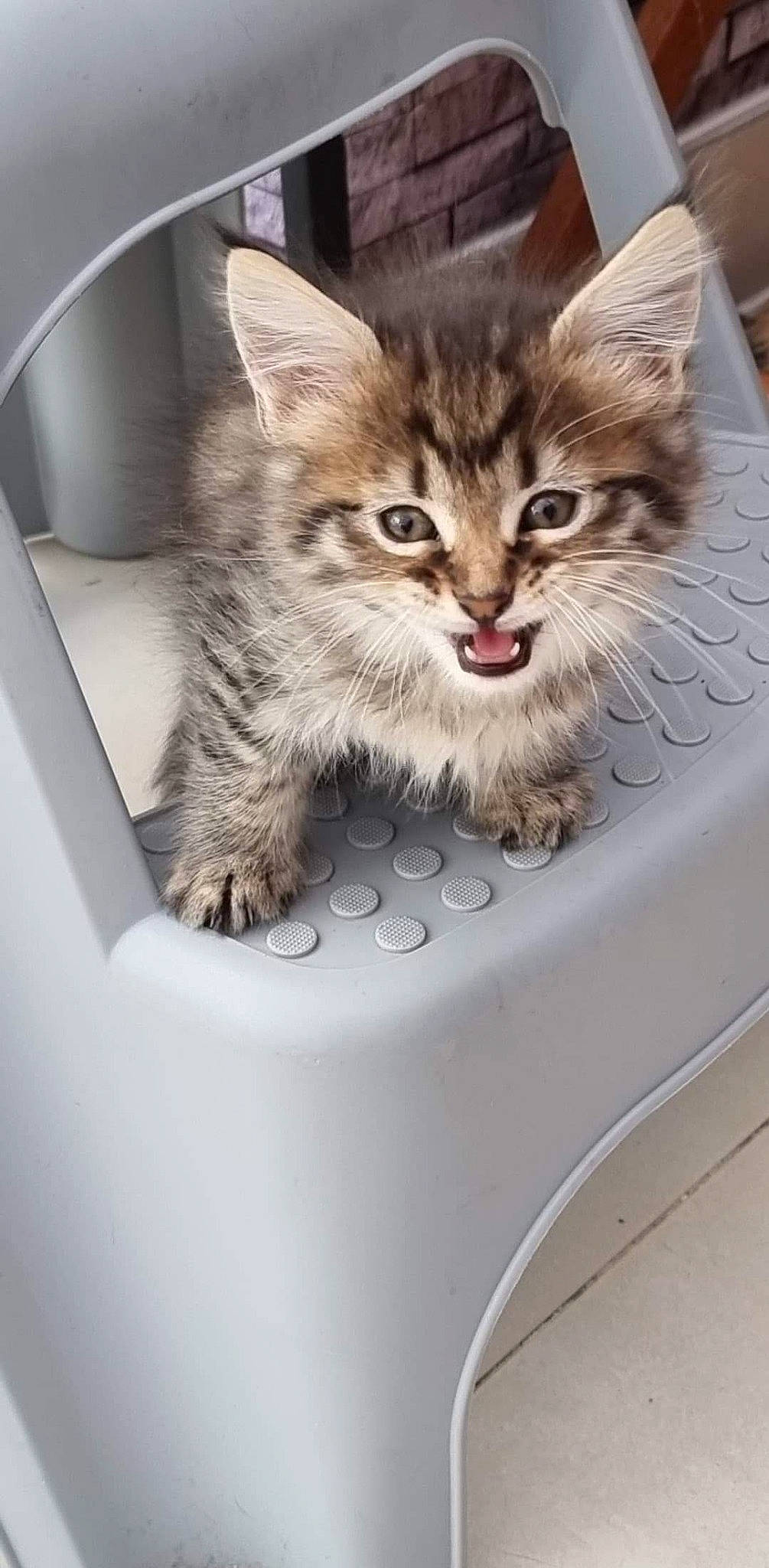 Mya a rejoint le concours — aidez-le/la à gagner de superbes lots ! box, cardboard, carnivore, cat, claw, comfort, domestic_short_haired_cat, fawn, felidae, fur, paw, photo_caption, sitting, small_to_medium_sized_cats, snout, tail, terrestrial_animal, whiskers, window