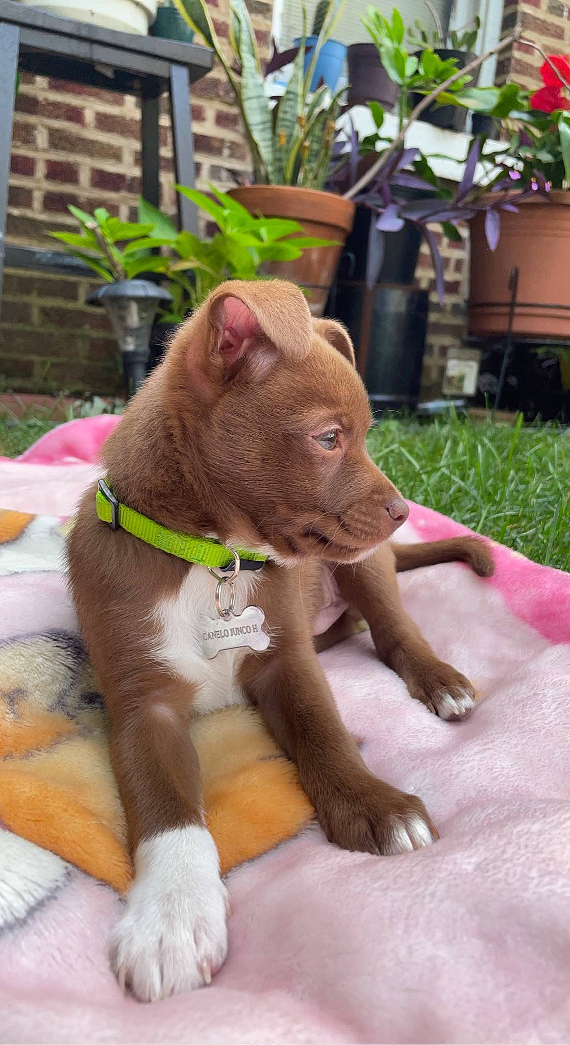 Canelo is registered to the contest to win money with this photo: building, canidae, carnivore, collar, companion_dog, dog, dog_breed, dog_collar, dog_supply, ear, fawn, leash, liver, pet_supply, plant, sporting_group, tail, whiskers, working_animal, wrinkle