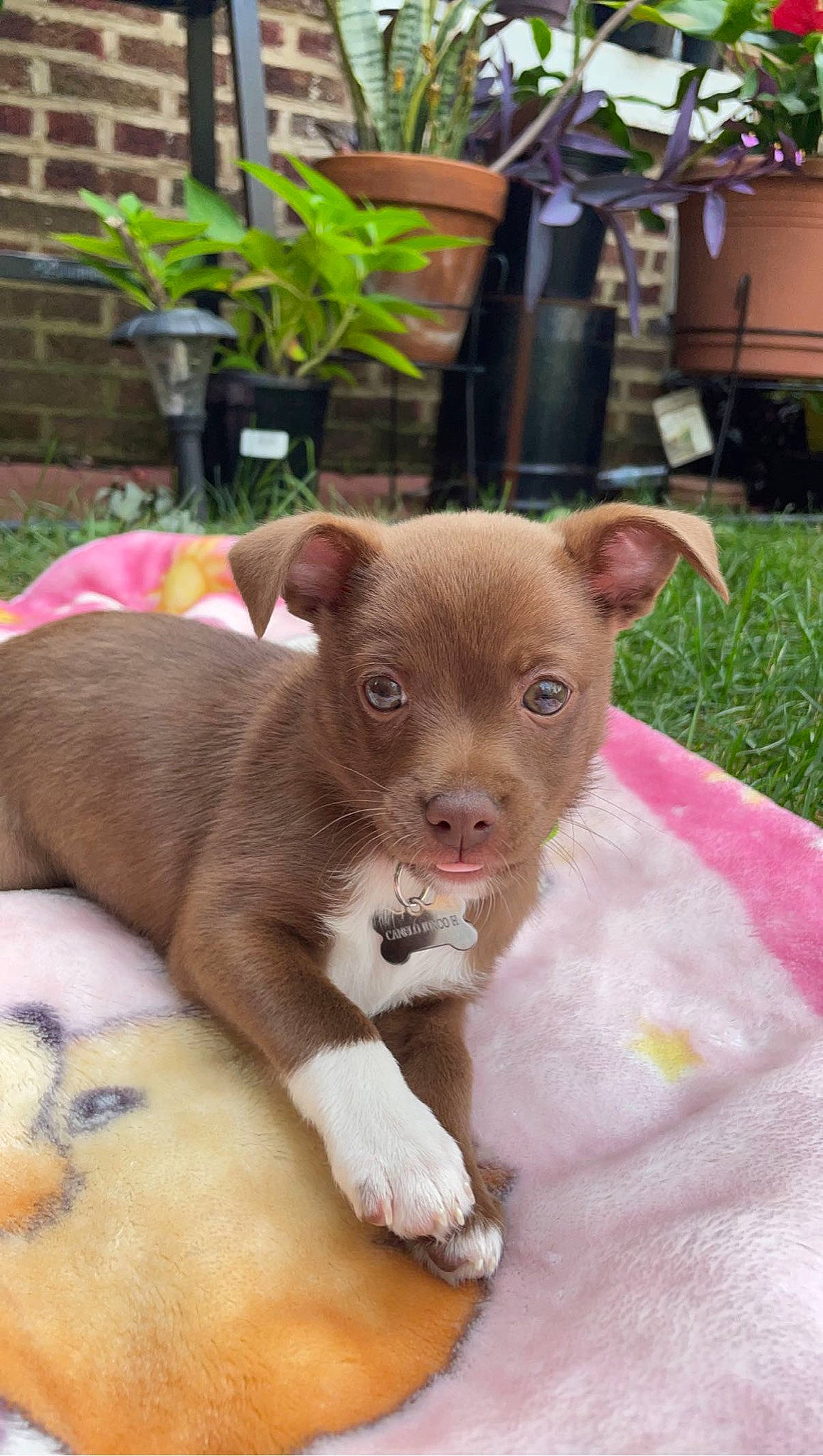 Canelo is registered to the contest to win money with this photo: canidae, carnivore, comfort, companion_dog, dog, dog_breed, fawn, felidae, flowerpot, fur, houseplant, liver, plant, snout, sporting_group, tail, terrestrial_animal, whiskers, window, working_animal