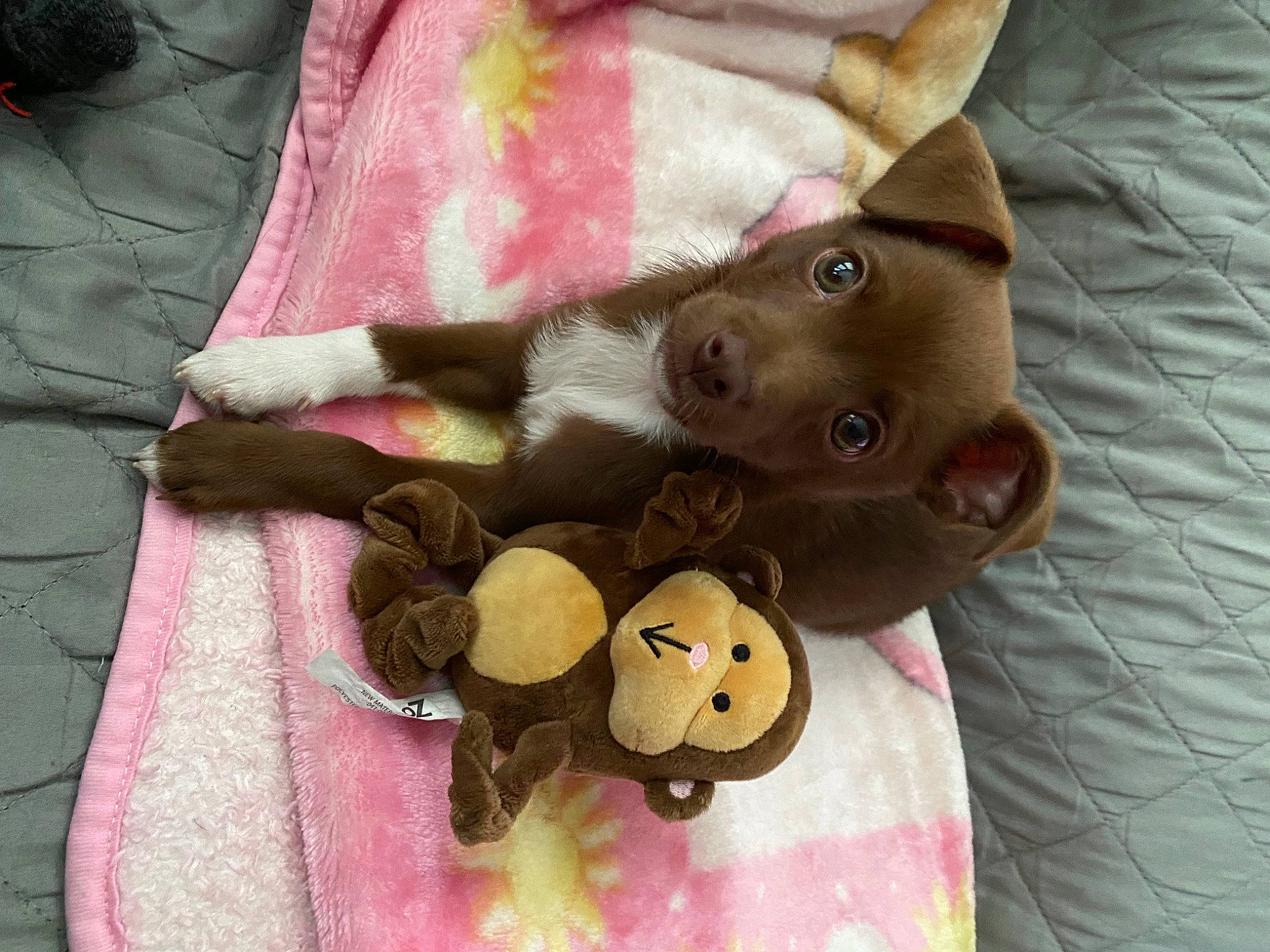 Canelo joined the competition — help win amazing prizes! carnivore, comfort, companion_dog, dog, dog_breed, fawn, felidae, fur, liver, mammal, pink, plush, selfie, snout, stuffed_toy, teddy_bear, textile, toy, vertebrate, working_animal