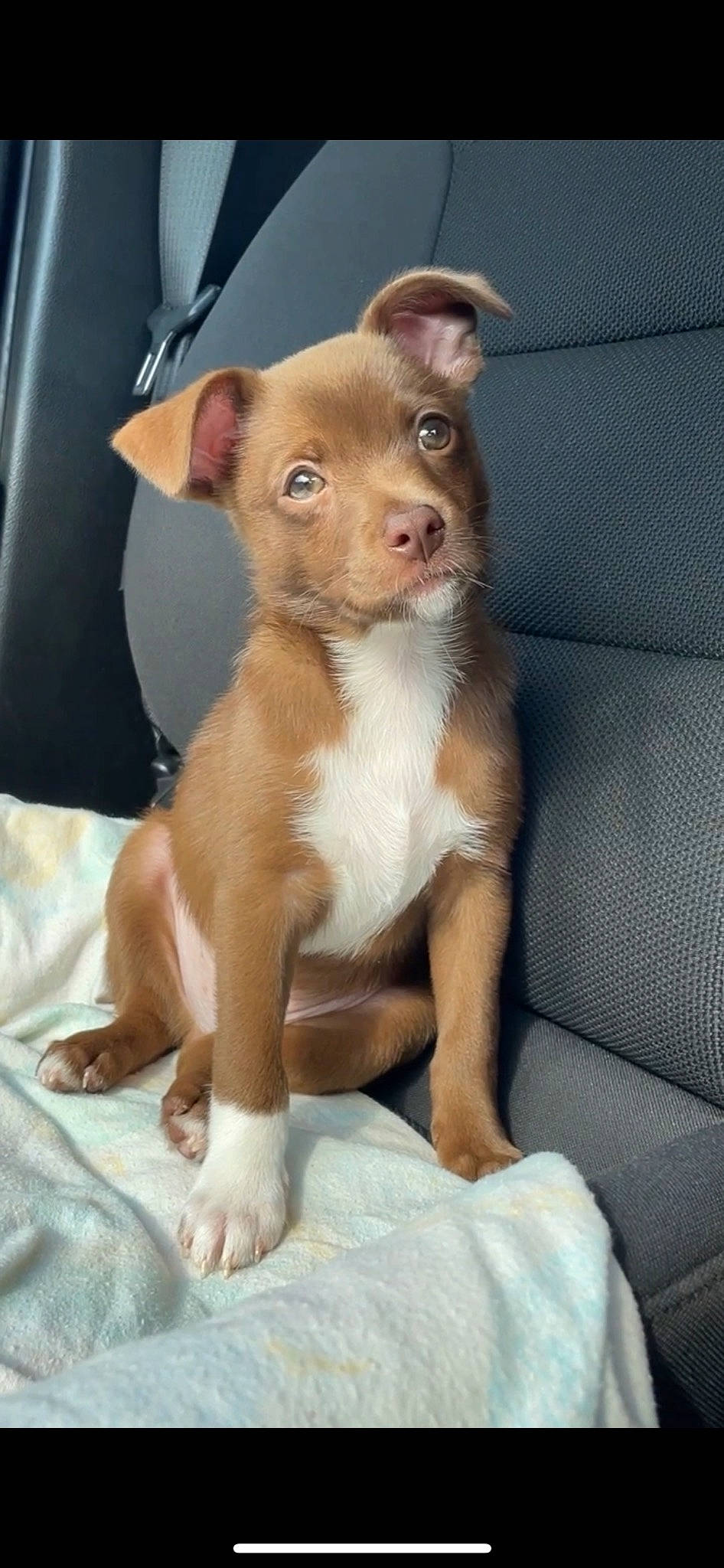 Canelo joined the competition — help win amazing prizes! canidae, carnivore, chihuahua, comfort, companion_dog, corgi_chihuahua, dog, dog_breed, ear, fawn, fur, liver, non_sporting_group, snout, sporting_group, terrestrial_animal, terrier, toy_dog, whiskers, working_animal