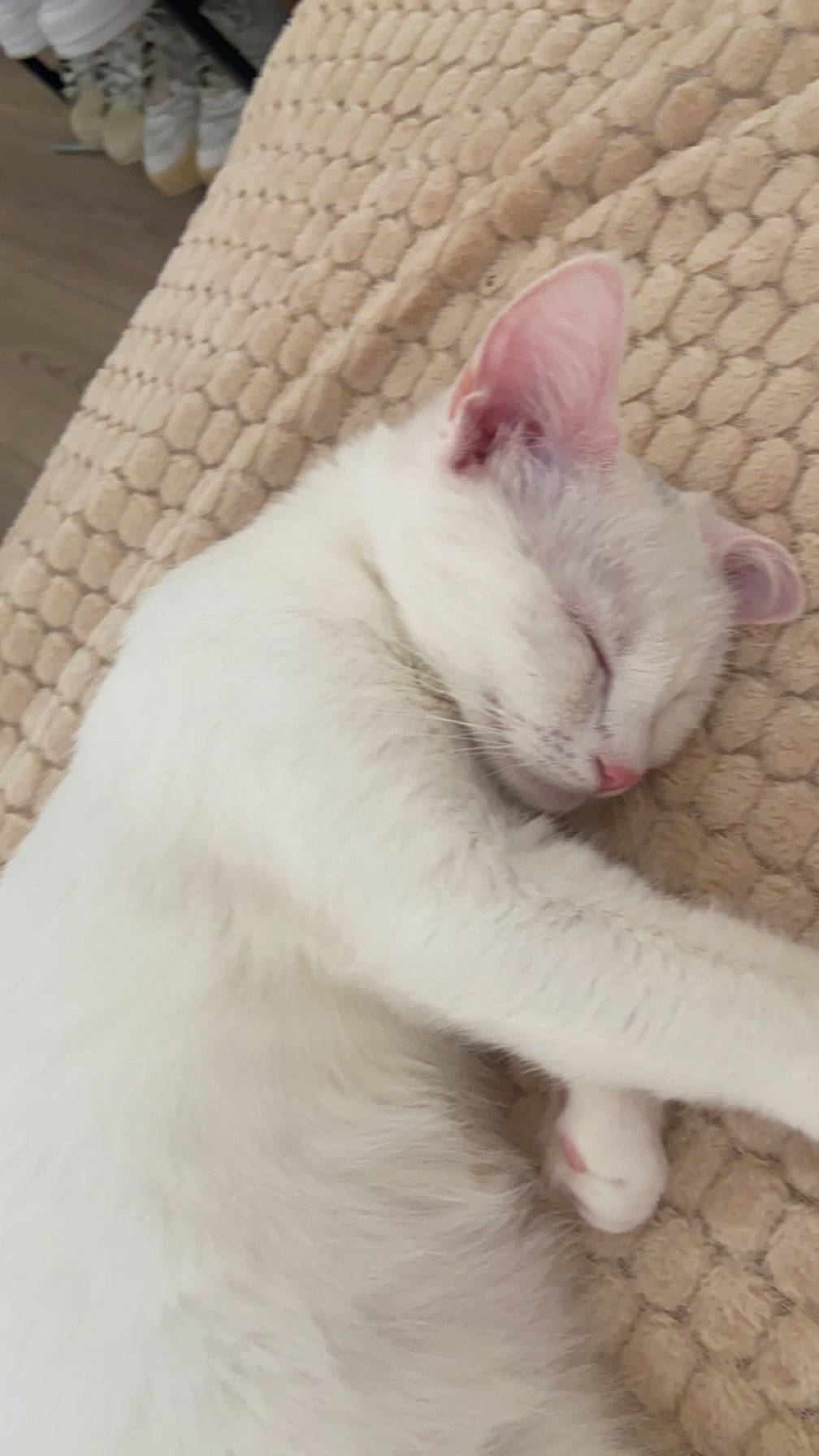 Honey participe au concours pour gagner de l'argent avec cette photo : carnivore, cat, claw, comfort, domestic_short_haired_cat, eye, fang, fawn, felidae, foot, fur, head, nap, paw, sleep, small_to_medium_sized_cats, snout, tail, terrestrial_animal, whiskers