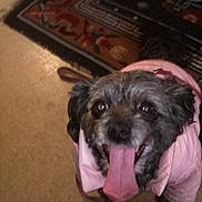 Precious joined the competition — help win amazing prizes! dog, pet, tongue_out, pink_jacket, indoor, floor, carpet, small_dog, cute, happy, animal, domestic_animal, canine, fur, ears, eyes, leash, looking_up, companion, mammal