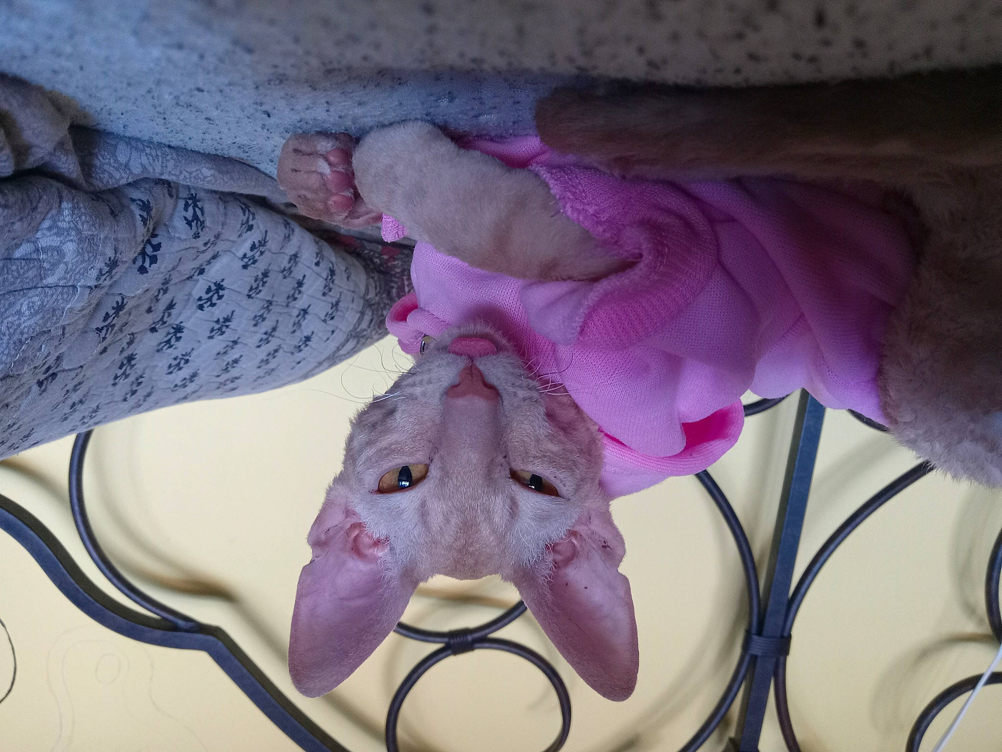 Grubs joined the competition — help win amazing prizes! art, butterfly, grey, insect, linens, magenta, moths_and_butterflies, octopus, pattern, petal, photograph, pink, plant, pollinator, purple, sculpture, symmetry, textile, violet, visual_arts