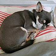 Upsy participe au concours pour gagner de l'argent avec cette photo : dog, sleeping, small_dog, chihuahua, pet, animal, cozy, pillow, striped, indoor, resting, cute, fur, ears, napping, peaceful, home, relaxation, companion, domestic