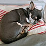 dog, sleeping, small_dog, chihuahua, pet, animal, cozy, pillow, striped, indoor, resting, cute, fur, ears, napping, peaceful, home, relaxation, companion, domestic