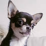 Upsy participe au concours pour gagner de l'argent avec cette photo : dog, chihuahua, small_dog, pet, cute, alert, ears, eyes, fur, blanket, couch, leather, indoor, wall_decoration, figurines, brown, white, animal, sitting, portrait