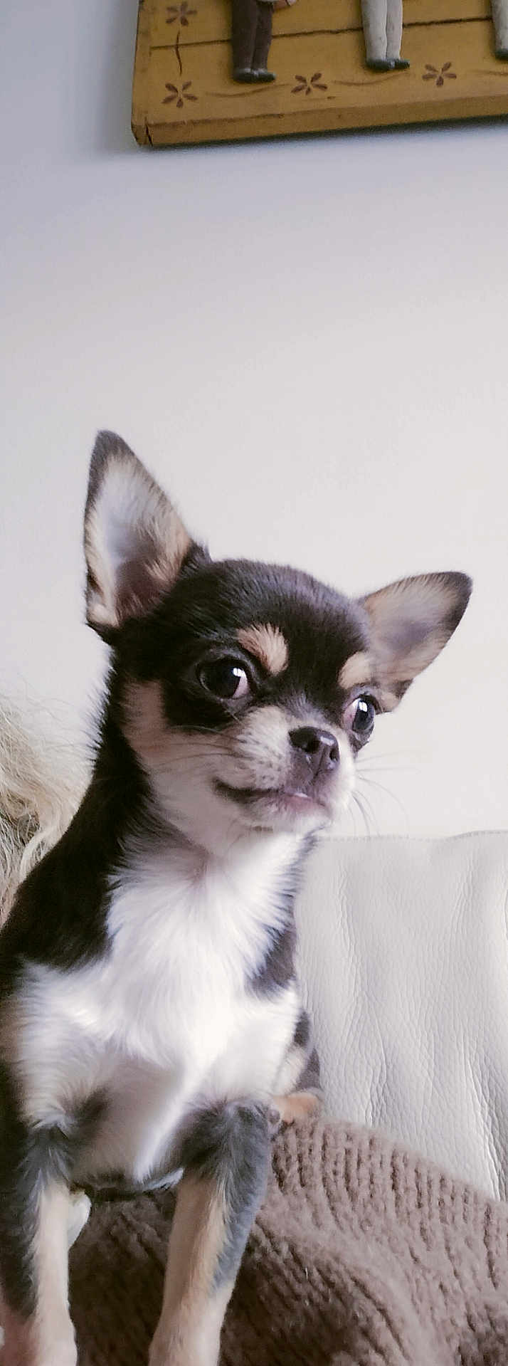 Upsy participe au concours pour gagner de l'argent avec cette photo : dog, chihuahua, small_dog, pet, cute, alert, ears, eyes, fur, blanket, couch, leather, indoor, wall_decoration, figurines, brown, white, animal, sitting, portrait