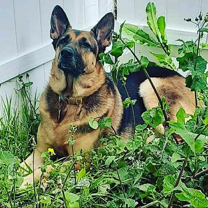 Xena